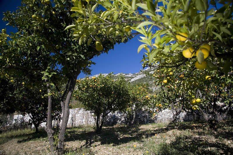 Villa avec piscine, première rangée de la mer - presqu'île de Peljesac