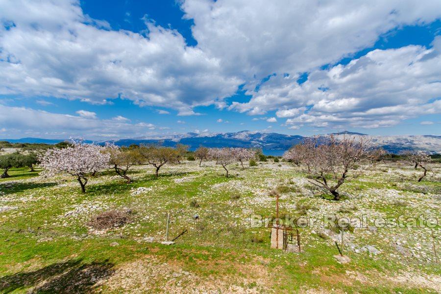 Øya Brac - Land med stein ruin
