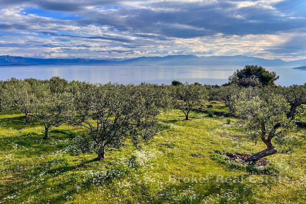 Romslig eiendom med olivenlund og havutsikt