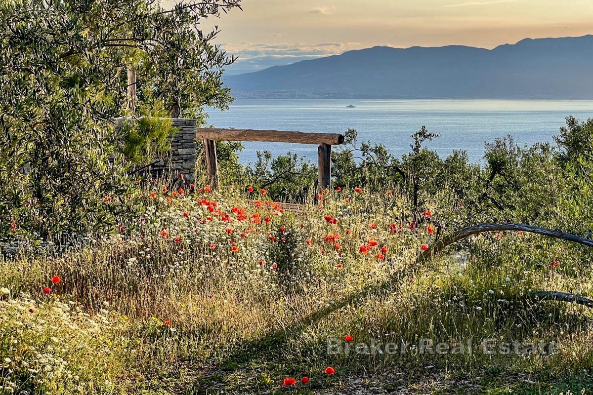 Rymlig fastighet med olivlund och havsutsikt