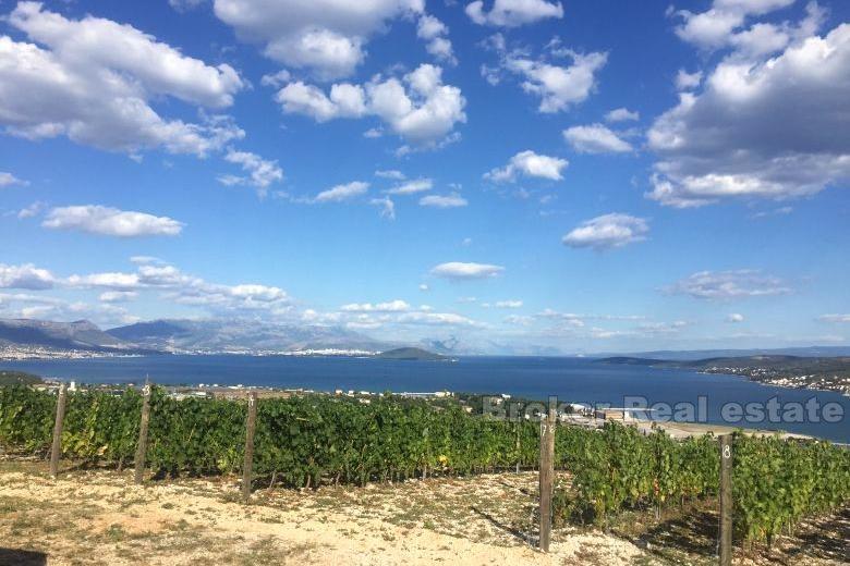 Trogir, ung vingård