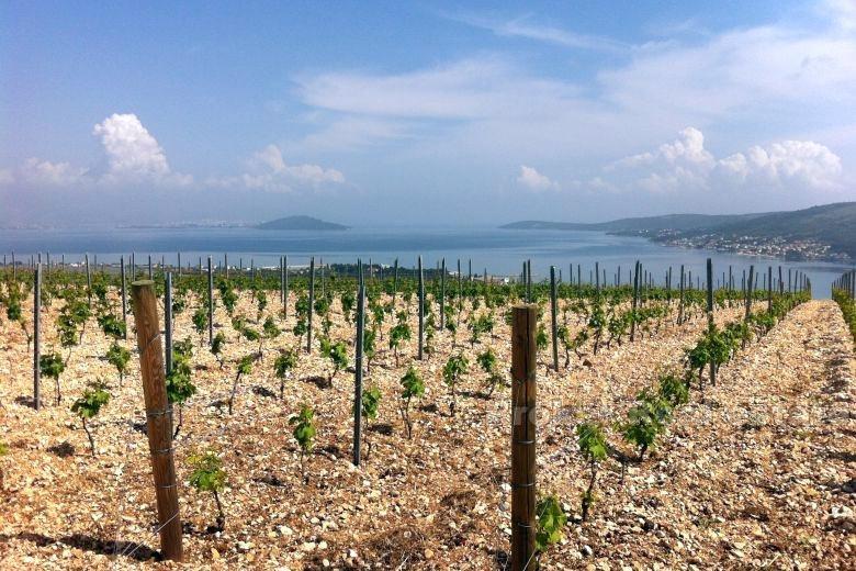 Trogir, mladá vinice