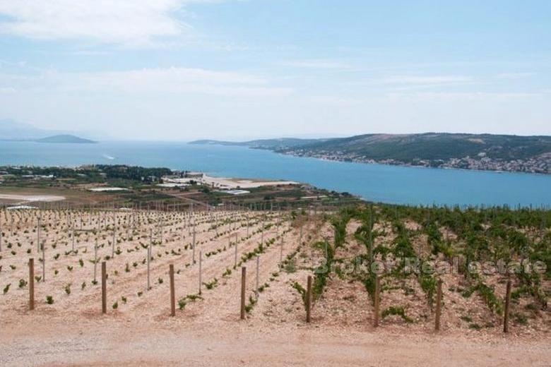 Trogir, młoda winnica