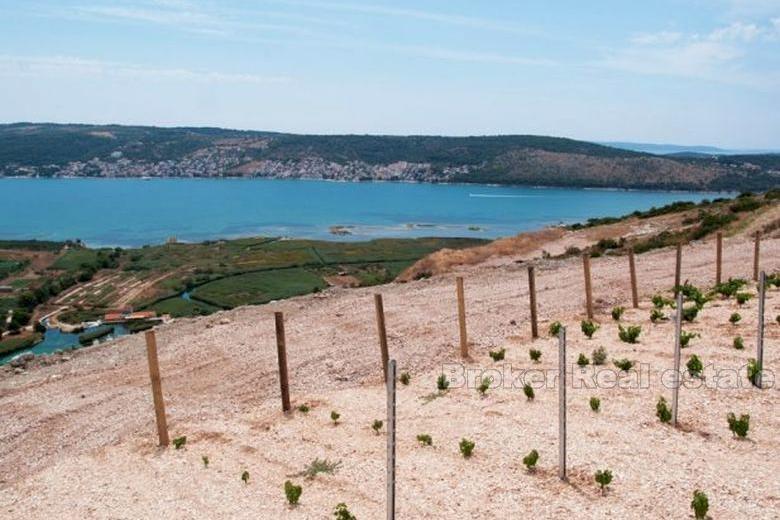 Trogir, mladá vinice