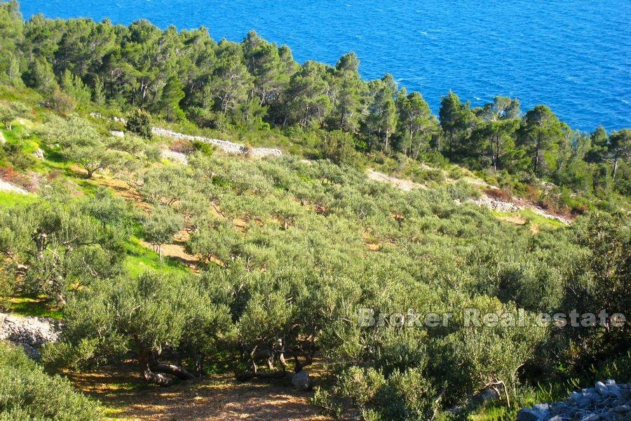 Island of Hvar - Large agricultural land by the sea