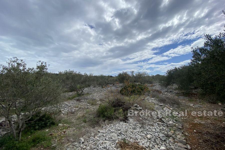 Affari locali - Zara