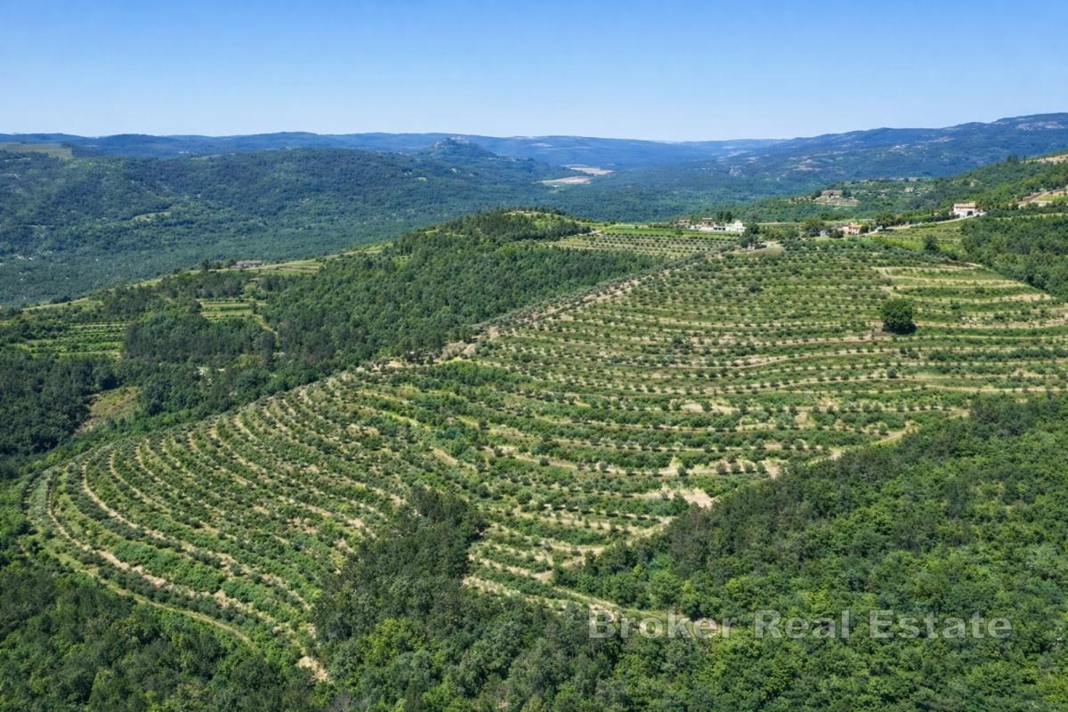 Domaine avec oliveraies et fort potentiel de développement près de Motovun