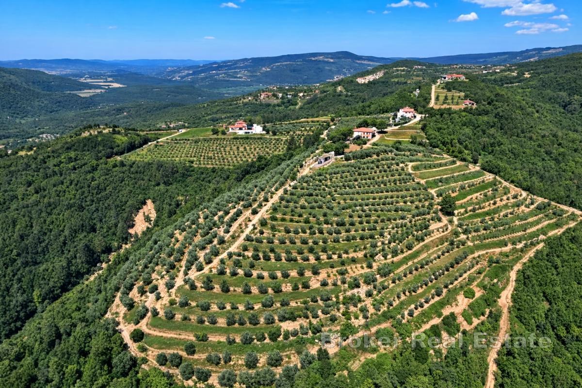 Domaine avec oliveraies et fort potentiel de développement près de Motovun