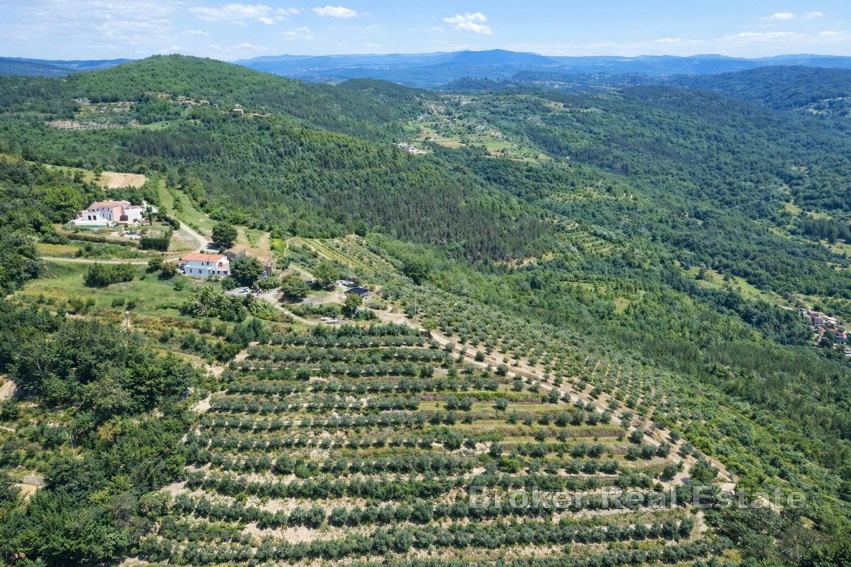 Domaine avec oliveraies et fort potentiel de développement près de Motovun