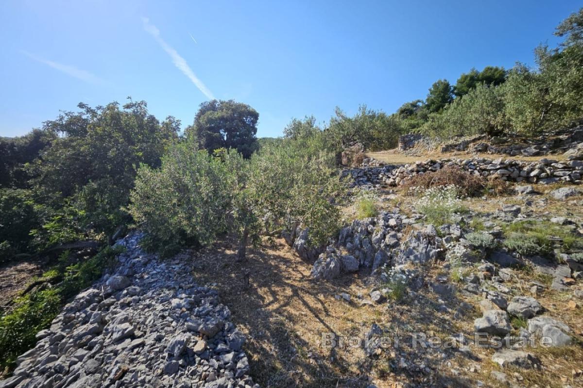 Tradisjonell dalmatisk tomt med olivenlund og havutsikt