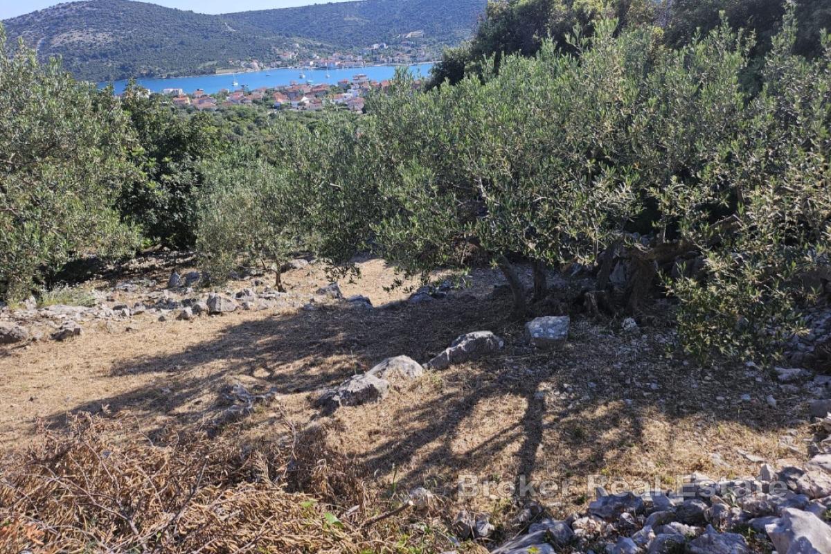 Tradiční dalmatský pozemek s olivovým hájem a výhledem na moře