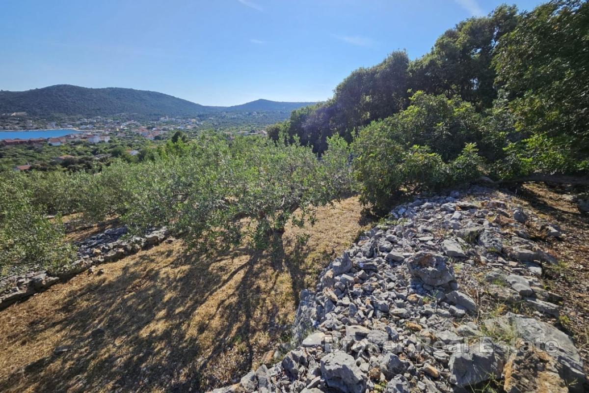 Tradiční dalmatský pozemek s olivovým hájem a výhledem na moře