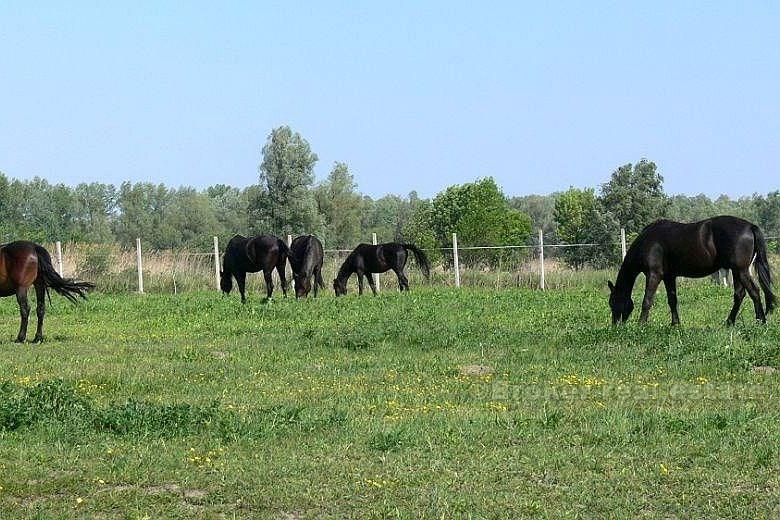 Près d'Osijek - Mini hôtel avec des écuries pour les chevaux et le pays de 46000m2