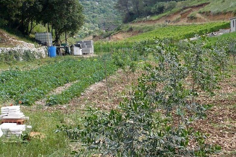 Brac island, house on agricultural land