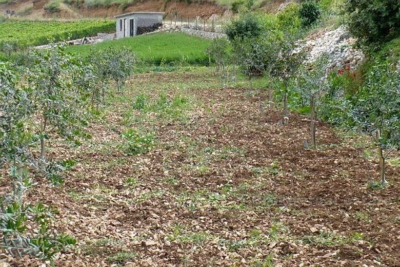 Brac island, house on agricultural land