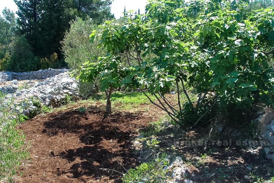 wyspa Korčula, odległe gospodarstwo z widokiem na morze