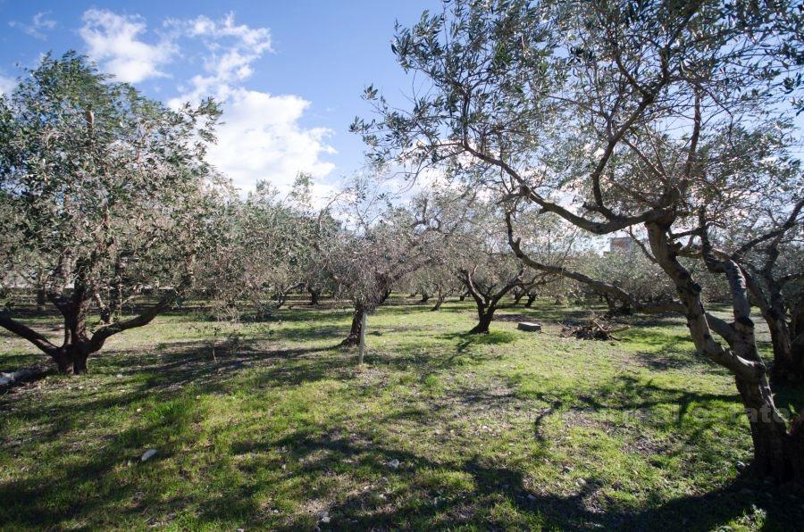Kastela, hus med stor byggegrund