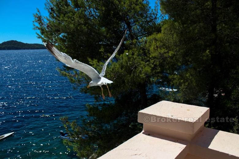 wyspa Korčula, willa nad morzem z basenem