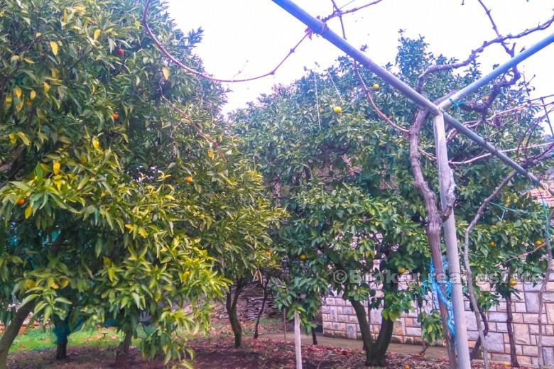 Insel Korcula - Haus mit Garten in ruhiger Lage