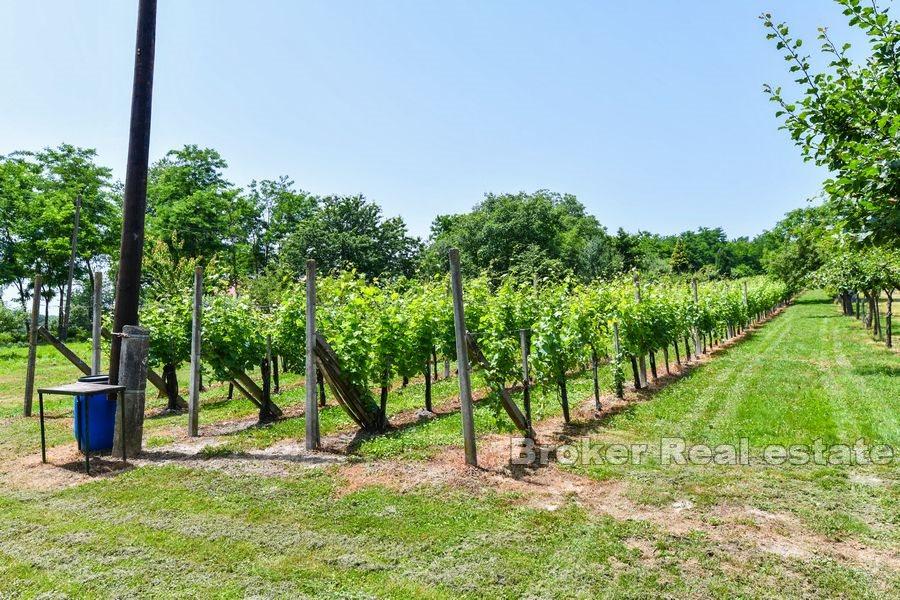Varaždin - Haus mit Weinberg