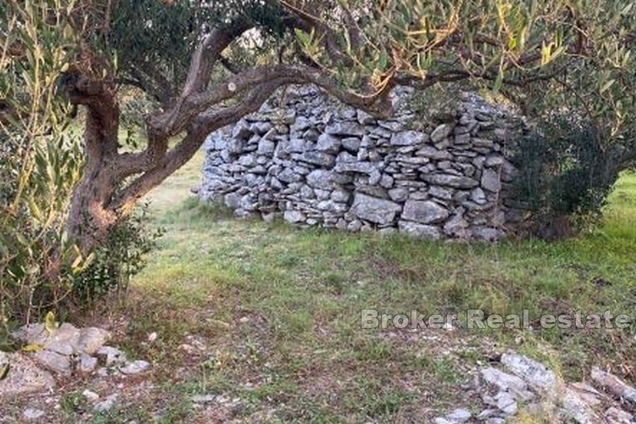 Wyspa Brac - gaj oliwny z otwartym widokiem na morze