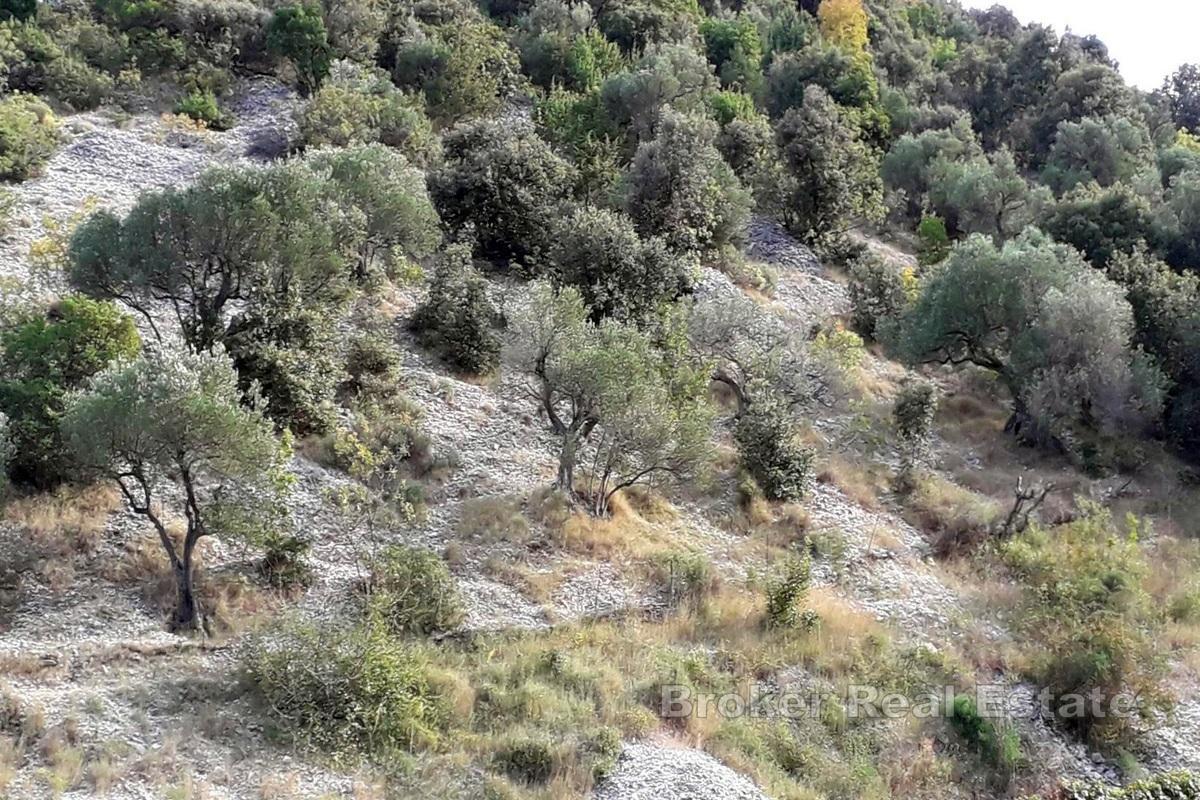 Øya Brač - Landbrukseiendom