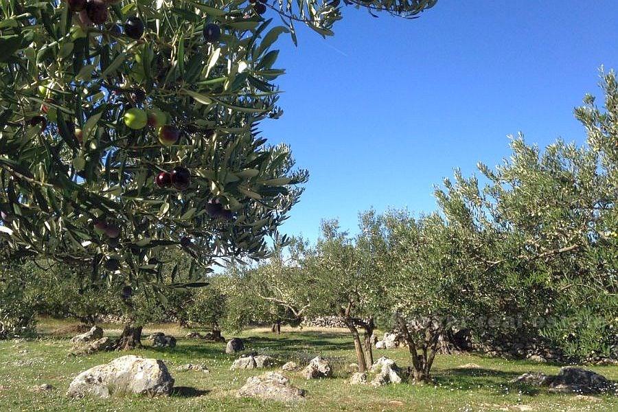 ostrov Brač. Zemědělská půda.